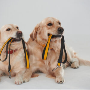 Customized Reflective Pet Leash