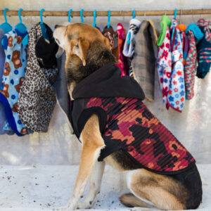 Pet Apparel & Accessories