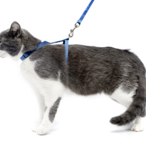 Collar and Harness Set