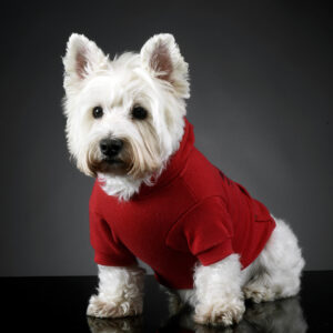 west highland white terrier posing with red pet hoodie on